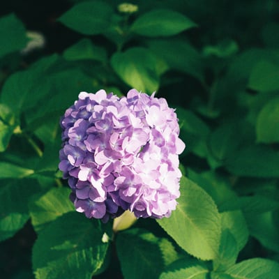 紫陽花