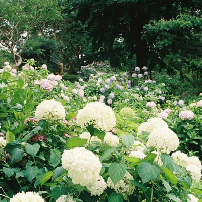 満開の紫陽花