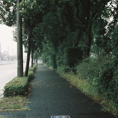 雨の歩道