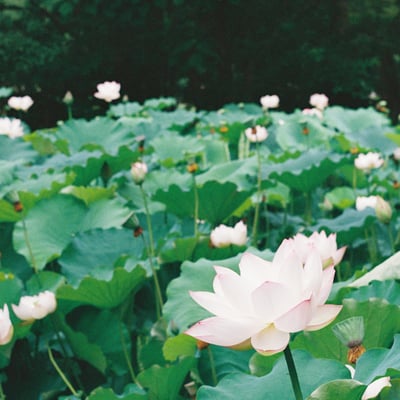 胡蝶ケ池の蓮の花