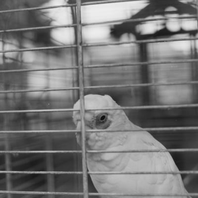 birdcage