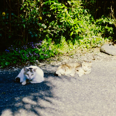 ねこが落ちています