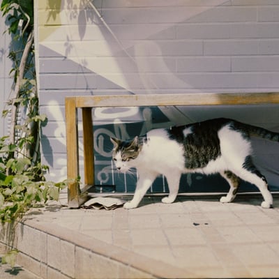 ねこ