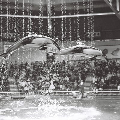 ジャンプ🐬