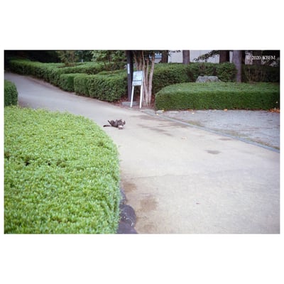 cat @2020 yamagata