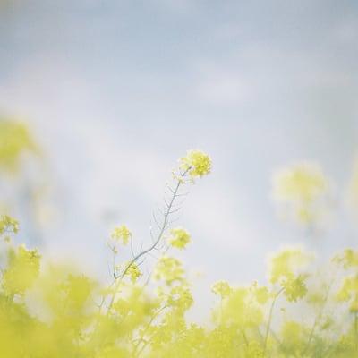 夢の中の