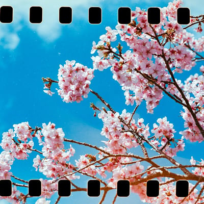 河津桜