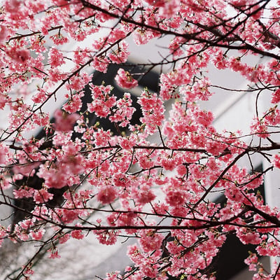 正月桜