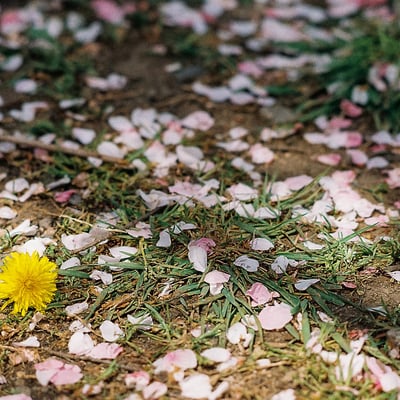 たんぽぽと桜