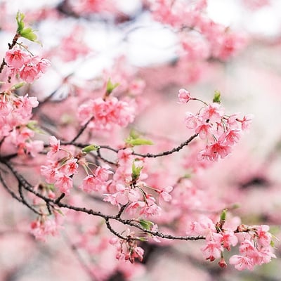 これも正月桜