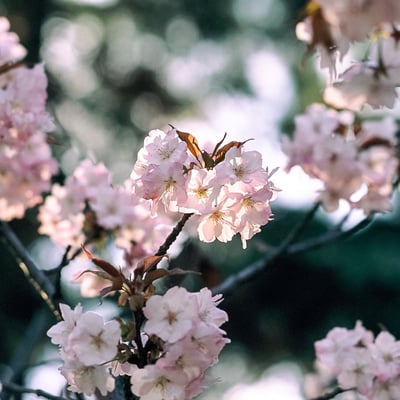 山桜