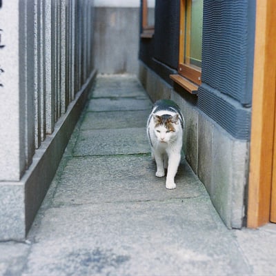 看板猫