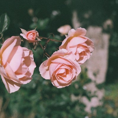 冬薔薇