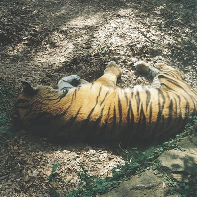 寝虎