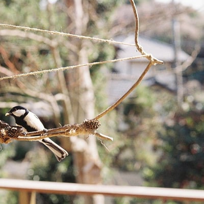 シジュウカラ