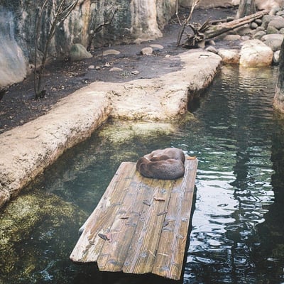カワウソ団子