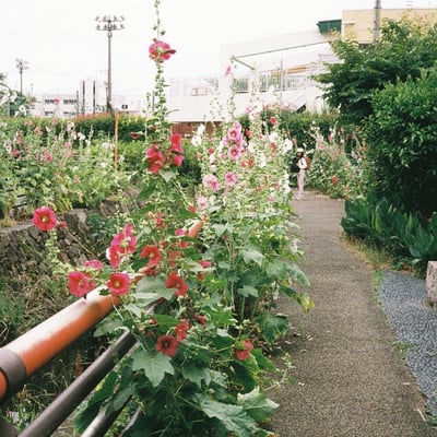 タチアオイ