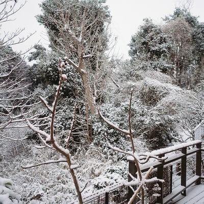 雪の朝