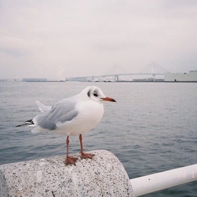 ユリカモメ