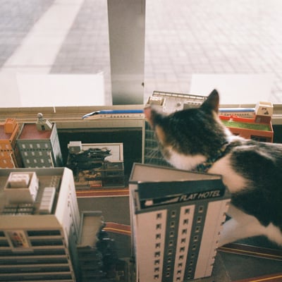 猫のいる風景