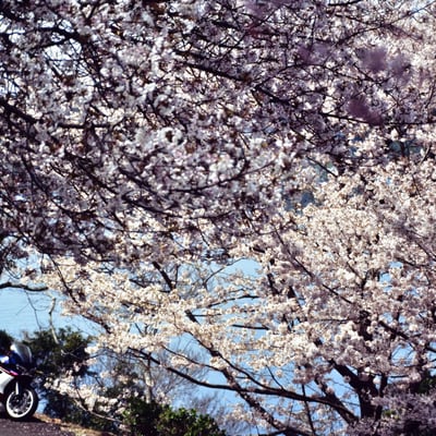 Haru ha Mijikashi