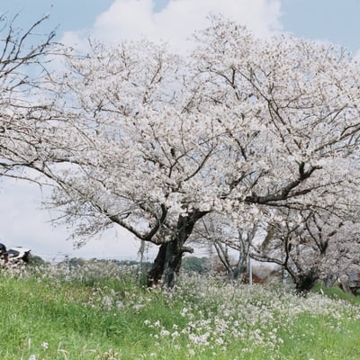 Spring river side