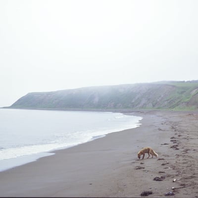 Foggy Journey