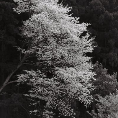 Samegai-Juku