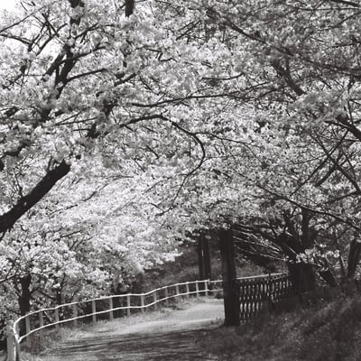 One of my favorite paths in spring