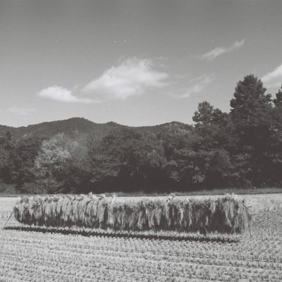 Harvest season