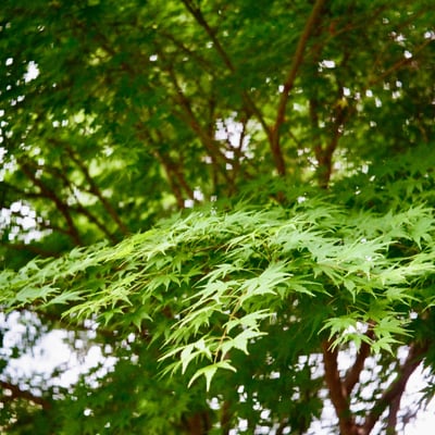 芝公園 20250522
