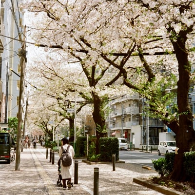 練馬区桜台 20250408