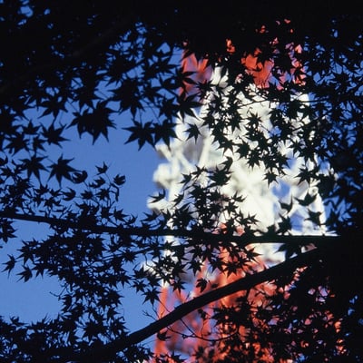 芝公園 20241203