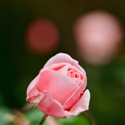 芝公園 20251118