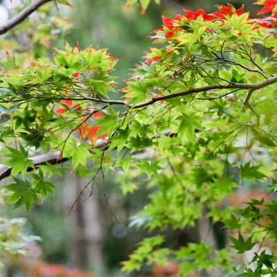 芝公園 20251118