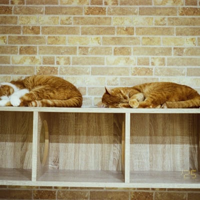 猫団子