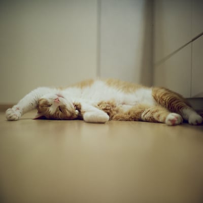 猫