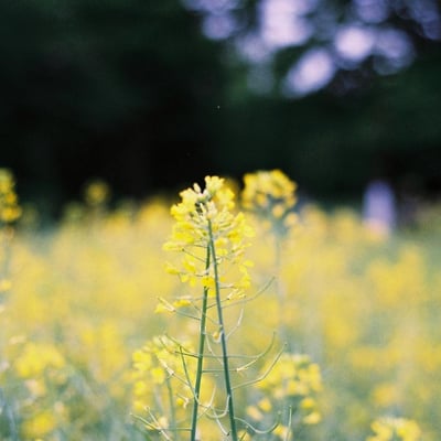 菜の花