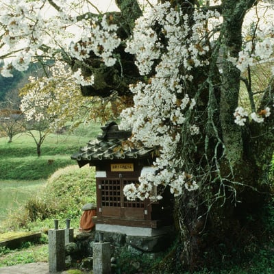 北向き地蔵の桜