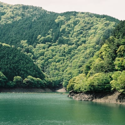 湖岸の新緑