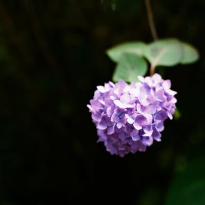 山の紫陽花