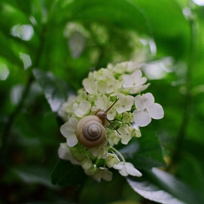 あじさいとカタツムリ
