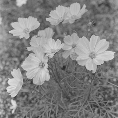 愛を込めて花束を