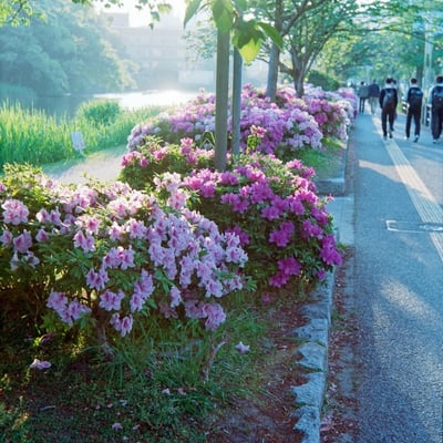 a scenery
