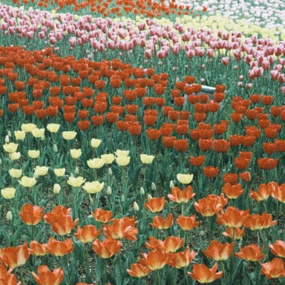 filmで綴る:tulip festival*.🌷.*