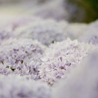 filmで綴る:ゆるふわパステルカラーな紫陽花🍃💠 𓂃𓈒𓏸︎︎︎︎⁡ ͛.*