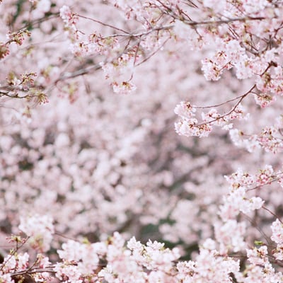 filmで綴る:見渡すか限りの河津桜｡❀ 𓂃𓈒𓏸