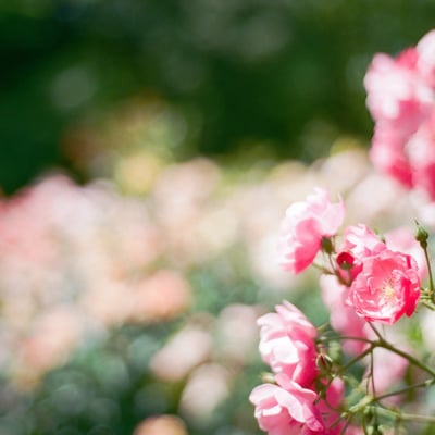 filmで綴る:rose𓂃.*･ﾟꫂ ၴႅၴ