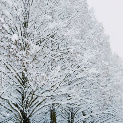 filmで綴る:雪の中のメタセコイア並木❄️.*˚