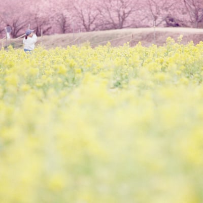 filmで綴る:菜の花畑に河津桜｡❀ 𓂃𓈒𓏸